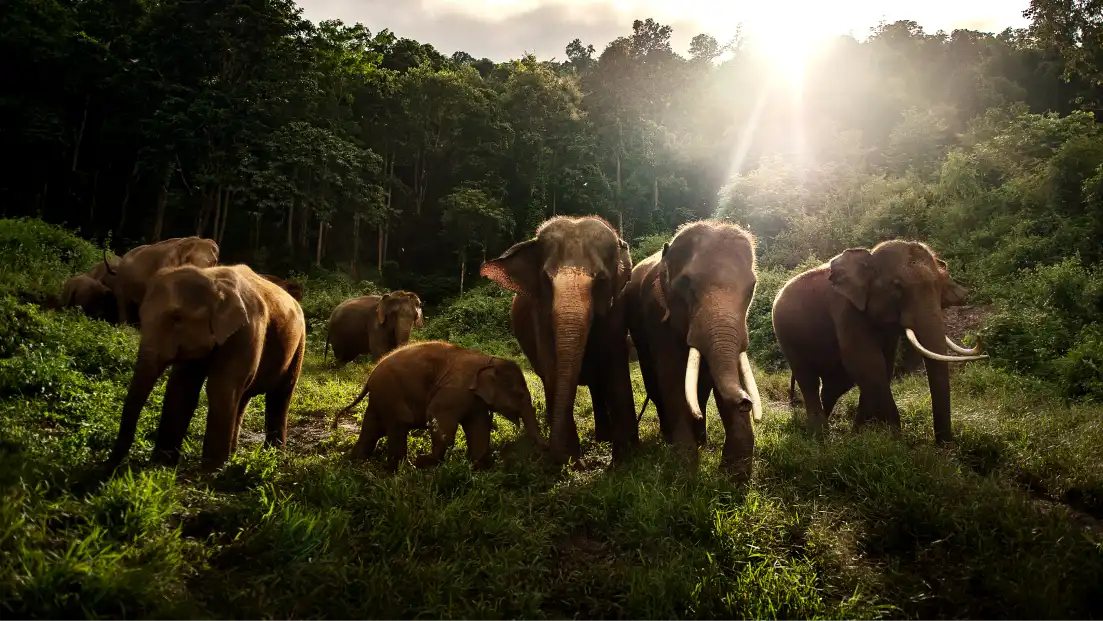 Group of elephants walking through a grassy landscape with the sun shining overhead.